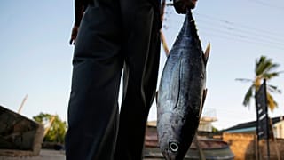 La FAO enjoint l'Afrique à investir davantage dans l'aquaculture