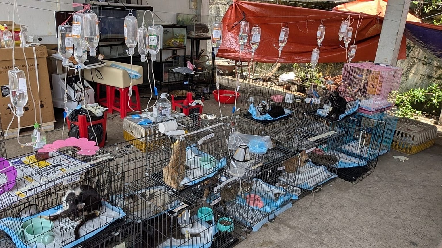This photo released by Vietnam Cat Welfare shows rescued cats getting treatment in Ho Chi Minh City, Vietnam Wednesday, June 17, 2026. 