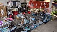 This photo released by Vietnam Cat Welfare shows rescued cats getting treatment in Ho Chi Minh City, Vietnam Wednesday, June 17, 2026. 