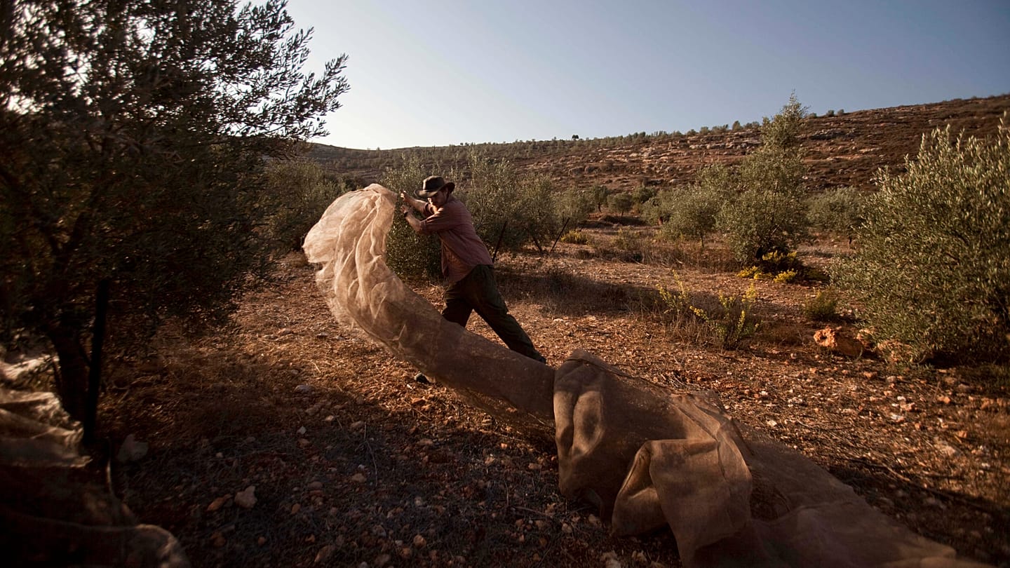 Fact check: Can EU countries restrict or ban Israeli settlement imports?
