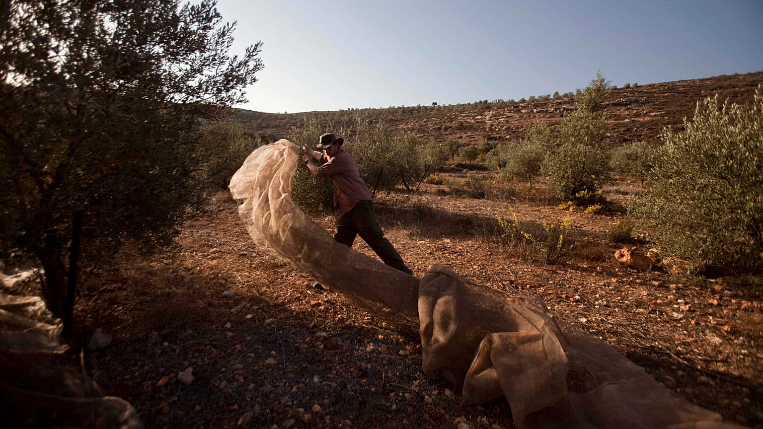 American volunteer prepares to lay down a net ahead of olive picking, next to the settlement West Bank Jewish settlement of Eli, near Nablus. (AP Photo/Dan Balilty)