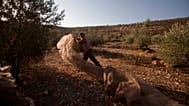 American volunteer prepares to lay down a net ahead of olive picking, next to the settlement West Bank Jewish settlement of Eli, near Nablus. (AP Photo/Dan Balilty)