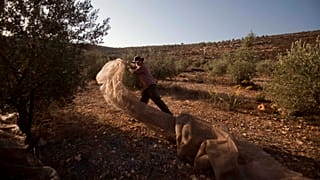 American volunteer prepares to lay down a net ahead of olive picking, next to the settlement West Bank Jewish settlement of Eli, near Nablus. (AP Photo/Dan Balilty)