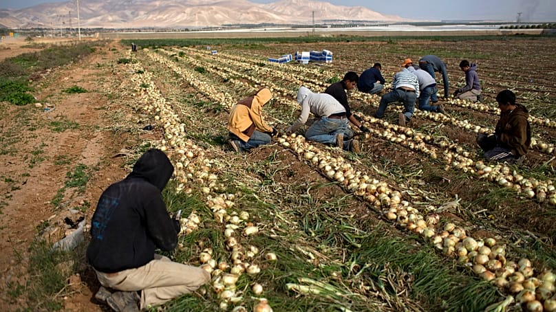Palestinian farmers cut onions at a field belong to Jewish settlers, just outside the West Bank Jordan valley Jewish settlement of Tomer. (AP Photo/Oded Balilty)