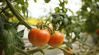 Семена будущих перемен: Стратегия продовольственной безопасности Катара