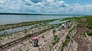Menschen laufen durch einen von Dürre gezeichneten Abschnitt des Amazonas in Santa Sofia am Rand von Leticia in Kolumbien, 20. Oktober 2024.