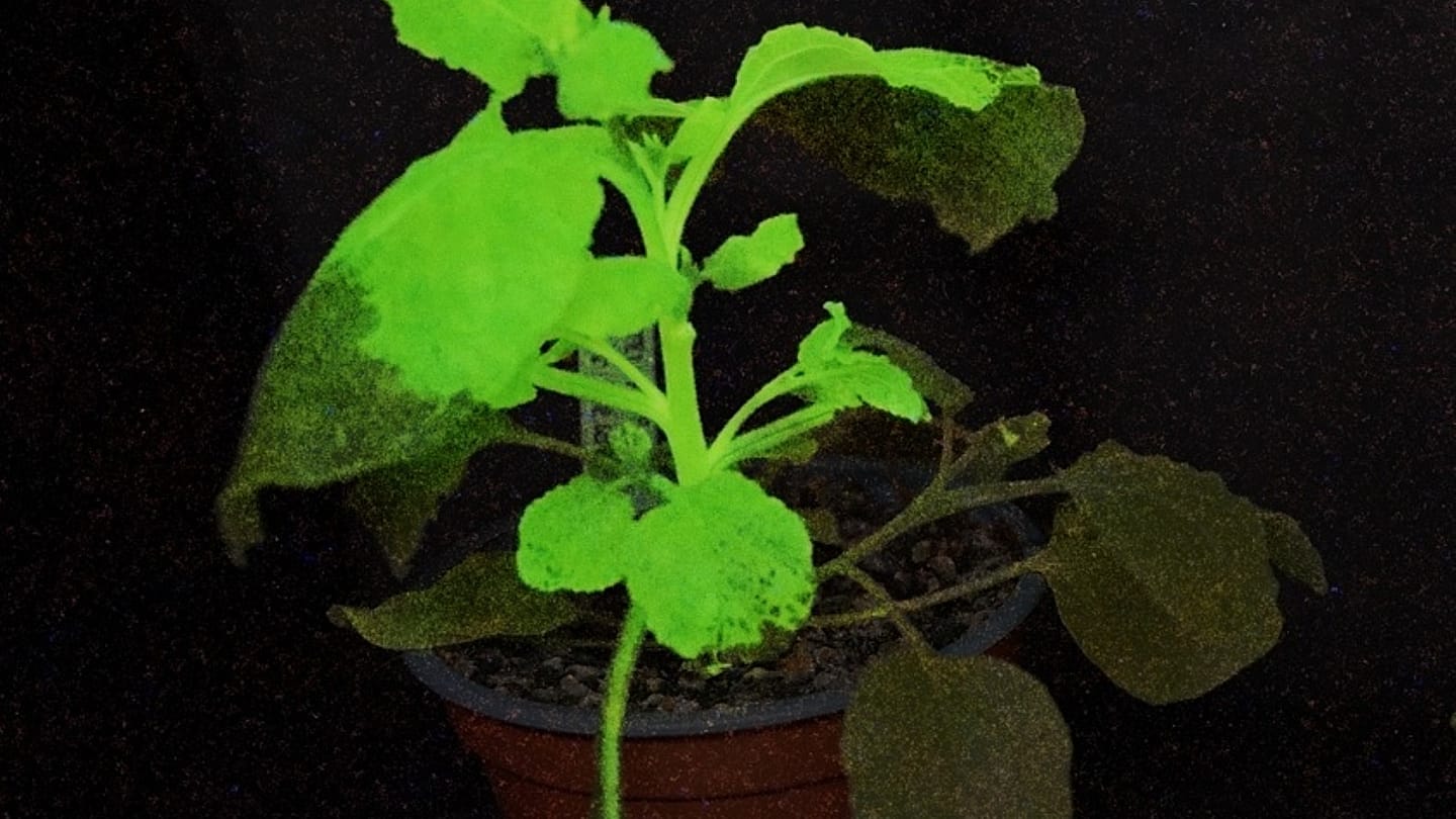 Glow-in-the-dark plants warn of crop pests