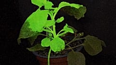 Plant used in the study glowing green, indicating the presence of a virus @IBMCP
