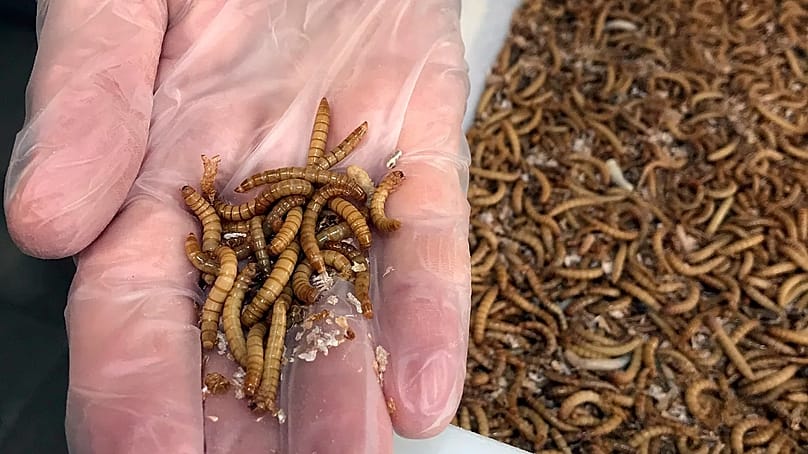 Während Insekten in Teilen Asiens und Afrikas bereits seit jeher verzehrt werden, gelten sie nun auch im Westen zunehmend als vielversprechende Nahrungsquelle.