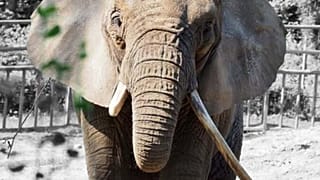 Słonica afrykańska Katka z zoo w Gdańsku 