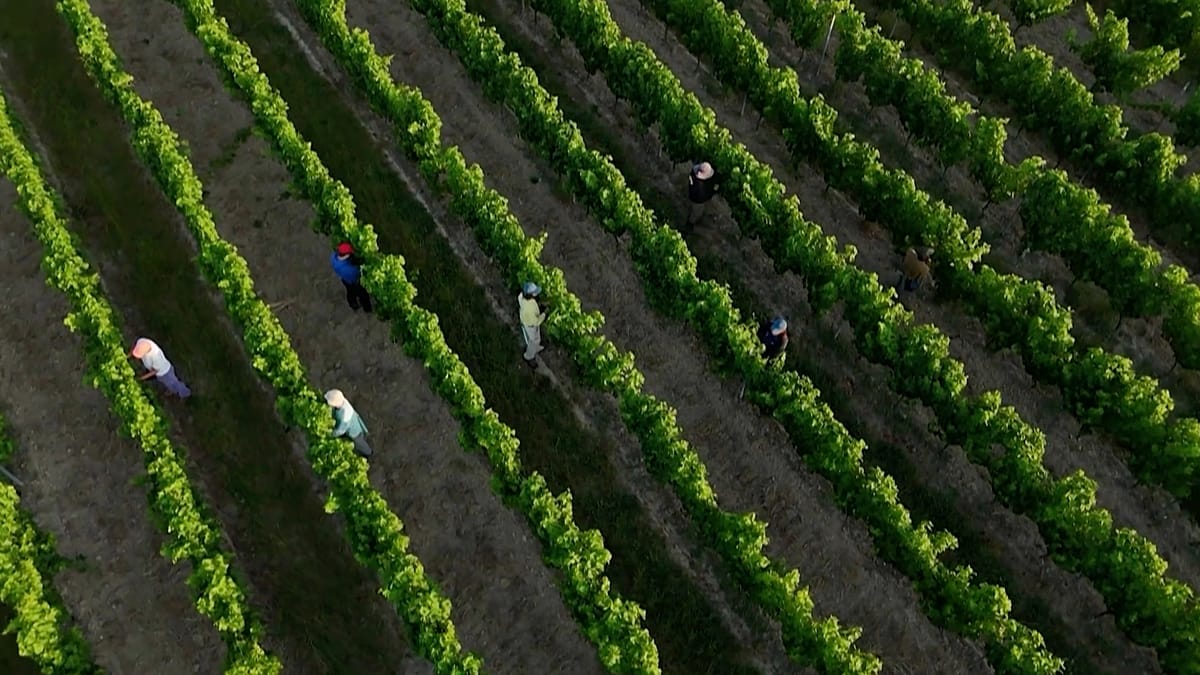 França enfrenta vaga de calor: agricultura, escolas, comboios e saúde sob pressão