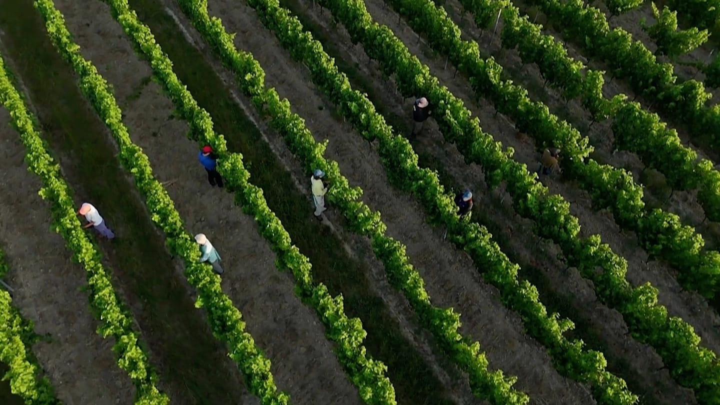 Farms, schools, rail and health services under strain as heatwave grips France