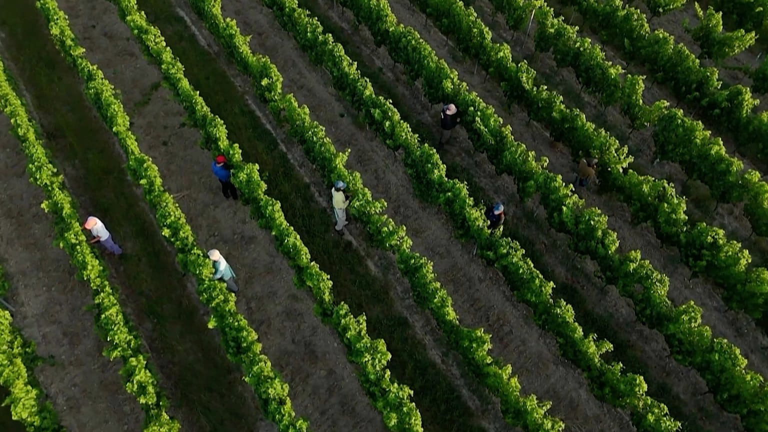 Des travailleurs dans des vignes du bordelais