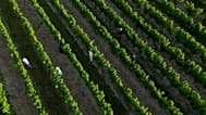 Des travailleurs dans des vignes du bordelais