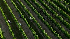 Des travailleurs dans des vignes du bordelais