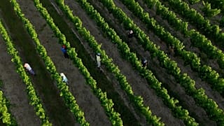 Des travailleurs dans des vignes du bordelais