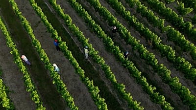 Des travailleurs dans des vignes du bordelais