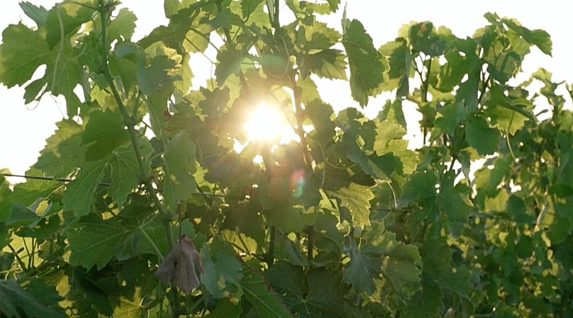 Le soleil à travers les vignes dans le bordelais