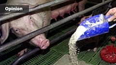 Pigs are fed with home grown fodder, a mixture of cereal products, in Moers, western Germany, FRANK AUGSTEIN/AP2000