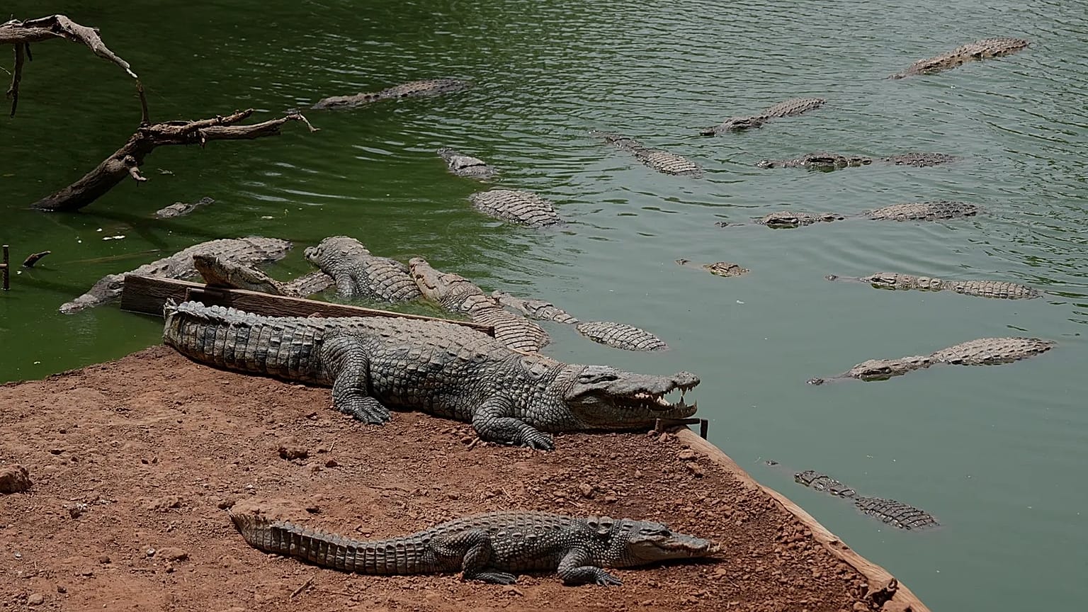 Crocodiles rest in a pond at Bandia Wildlife Reserve, 16 May, 2026
