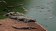 Crocodiles rest in a pond at Bandia Wildlife Reserve, 16 May, 2026