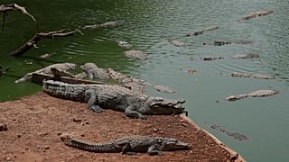 Crocodiles rest in a pond at Bandia Wildlife Reserve, 16 May, 2026