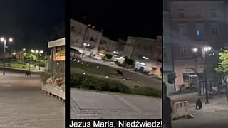 Młody niedźwiedź w centrum Przemyśla.