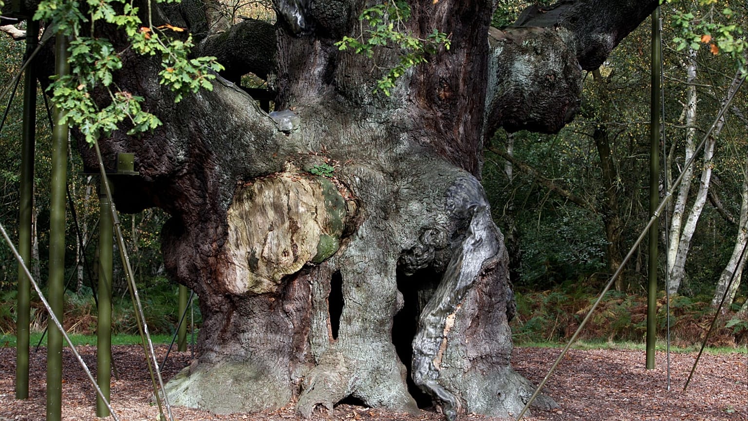 A 1,200-year-old Major Oak tree, where Robin Hood allegedly used as a hide out, stands in Sherwood Forest near Nottinghamshire, England.