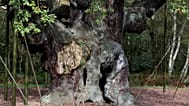Carvalho Major com 1 200 anos, onde Robin Hood se teria escondido, ergue-se na floresta de Sherwood, perto de Nottinghamshire, em Inglaterra.
