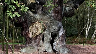 A 1,200-year-old Major Oak tree, where Robin Hood allegedly used as a hide out, stands in Sherwood Forest near Nottinghamshire, England. 