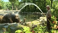 Employé de zoo avec un tuyau près d’éléphants qui s’abreuvent
