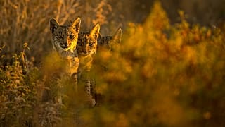 berian lynx cubs watch attentively in the surroundings of the Doñana National Park, in Aznalcazar, Spain on Thursday, Oct. 4, 2018.