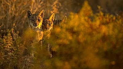 Crias de lince-ibérico observam atentamente nos arredores do Parque Nacional de Doñana, em Aznalcázar, Espanha, na quinta-feira, 4 de outubro de 2018
