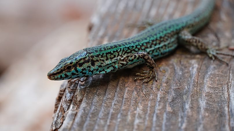 Un ejemplar de 'Podarcis pityusensis'
