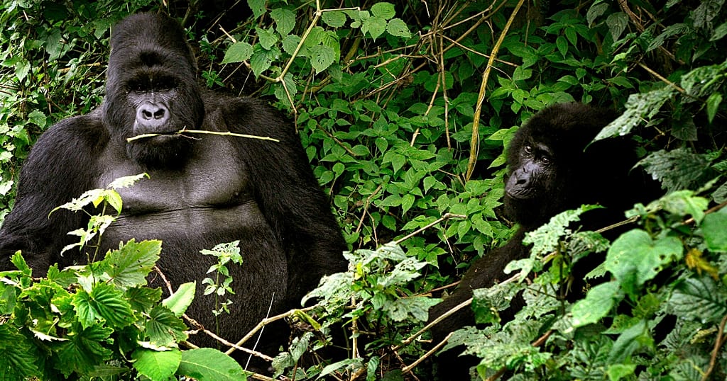 Uganda conservationists increase efforts to protect mountain gorillas