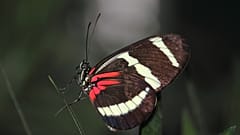 پروانه سرده هلیکونیوس
