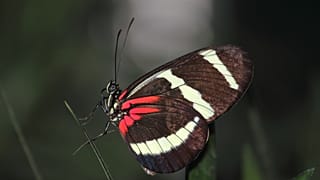 پروانه سرده هلیکونیوس
