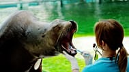 Una foca se cepilla los dientes en el zoo de Nyíregyháza, en Hungría, el 22 de junio de 2026.