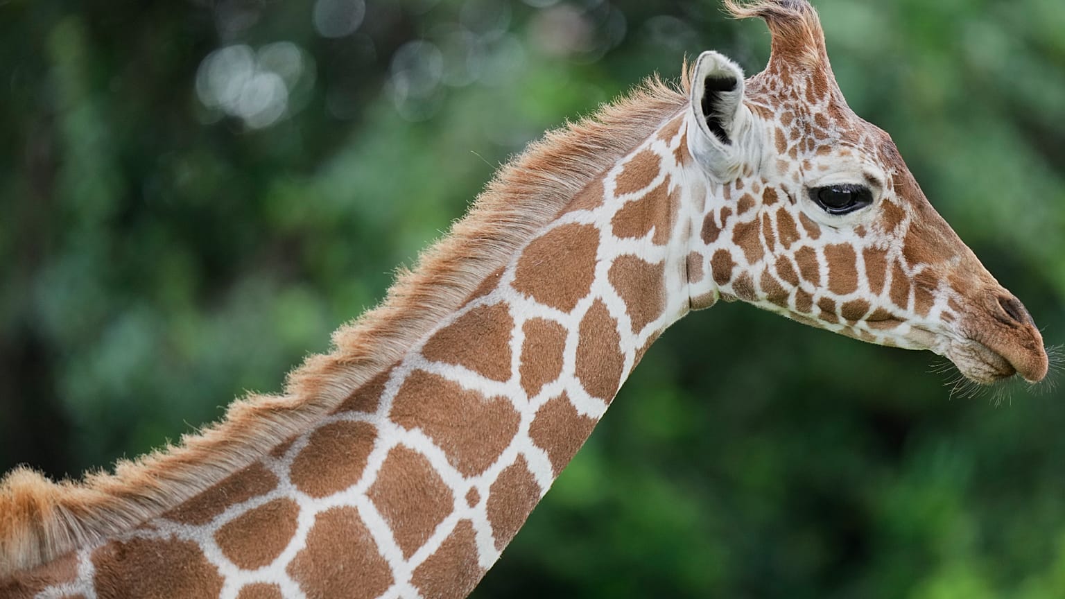 Eine Netzgiraffe streift durch die bewaldete Landschaft am Mount Kenya, Afrikas zweithöchstem Berg, nahe Nanyuki in Laikipia, Kenia, am Samstag, 9. Mai 2026.