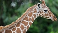 Сетчатый жираф идёт по лесистым склонам горы Кения, второй по высоте в Африке, в Нанюки, округ Лайкипия, Кения, в субботу, 9 мая 2026 года.