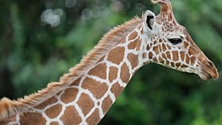 A reticulated giraffe walks through the forested landscape of Mount Kenya, the second-highest mountain in Africa, in Nanyuki, Laikipia County, Kenya, Saturday, May 9, 2026