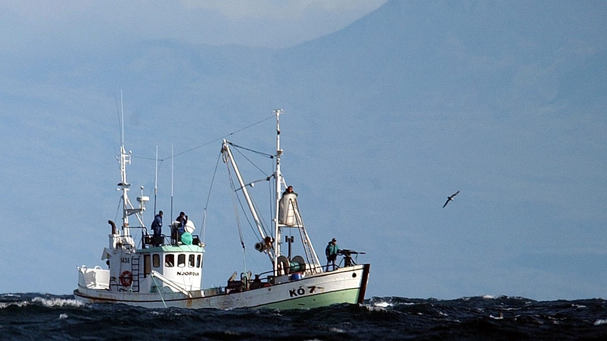 Iceland kills first whales since 2023, resuming whaling