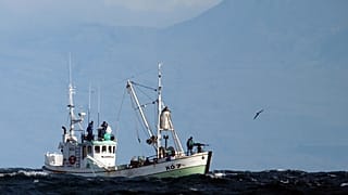 The whaling boat 'Njordur', prepares to fire a harpoon at a minke whale, Friday, Aug. 22, 2003 in the Atlantic Ocean off the west coast of Iceland.