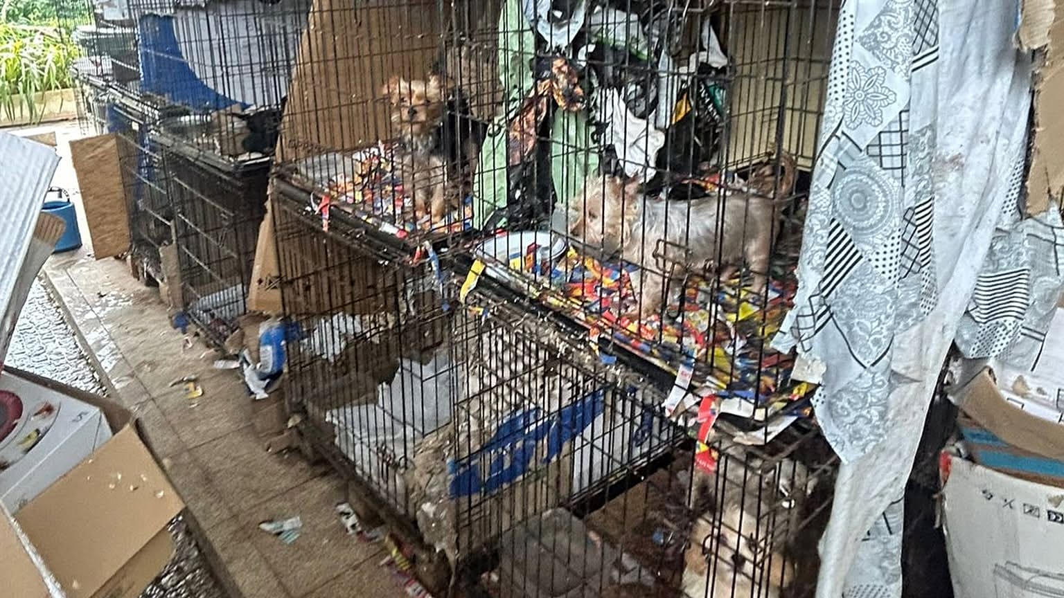 Cães resgatados pelo IRA em Amarante
