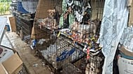 Cães resgatados pelo IRA em Amarante