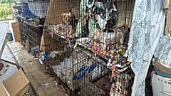 Cães resgatados pelo IRA em Amarante