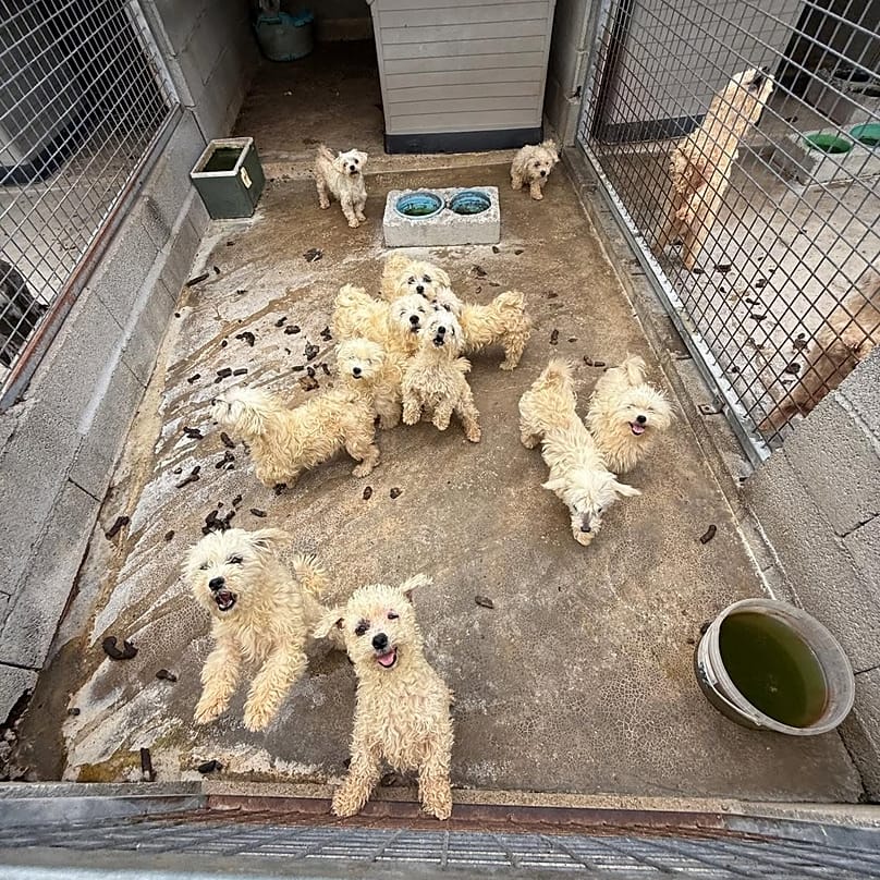 Vários cães rodeados de dejetos