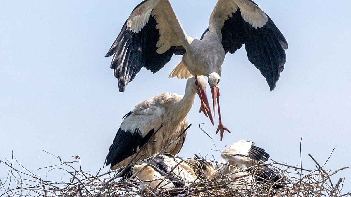 'The storks were here before me': Pensioners live side-by-side with storks in this Croatian village