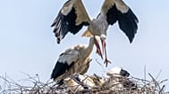 طيور اللقلق في عش