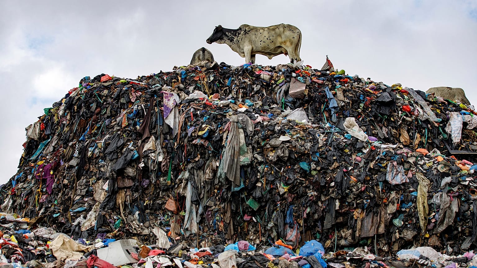 Cows stand on the dumpsite where textile waste ends up at Old Fadama in Accra, Ghana, Oct. 19, 2024.
